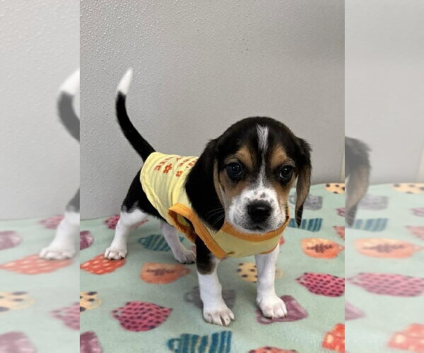 Medium Photo #2 Beagle Puppy For Sale in Osgood, IN, USA