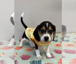 Small #1 Beagle