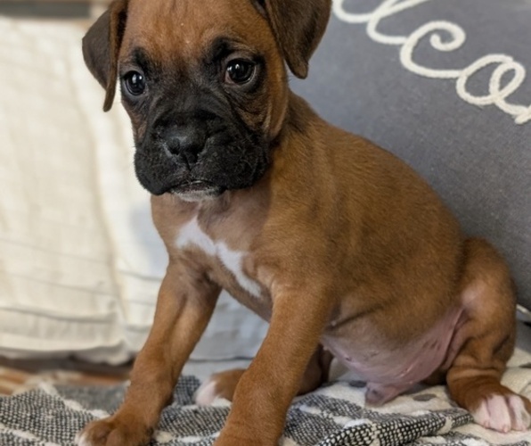 Medium Photo #9 Boxer Puppy For Sale in GOSHEN, IN, USA