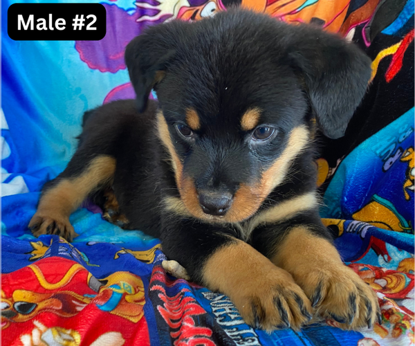 Medium Photo #2 Rottweiler Puppy For Sale in HACKETT, AR, USA