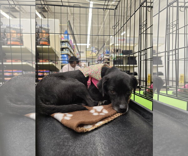 Medium Photo #3 Chihuahua-Unknown Mix Puppy For Sale in Missouri City, TX, USA