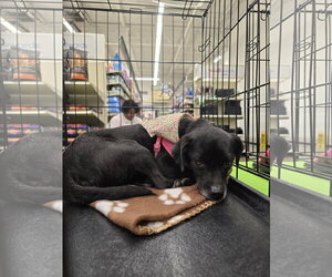 Odela - Female Chihuahua-Unknown Mix Dog for Adoption - Photo #3