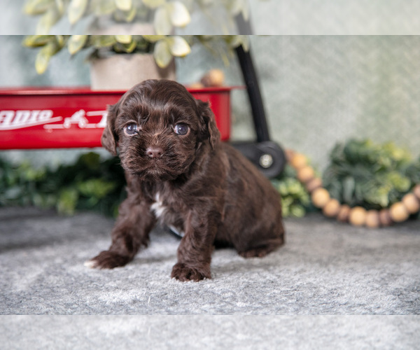 Medium Photo #1 Cocker Spaniel Puppy For Sale in NAPPANEE, IN, USA
