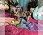 Small #9 Chihuahua