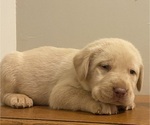 Puppy Joe Labrador Retriever