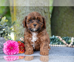 Puppy Pedro Shih-Poo