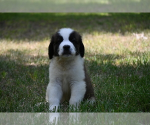 Saint Bernard Puppy for sale in AVALON, MO, USA