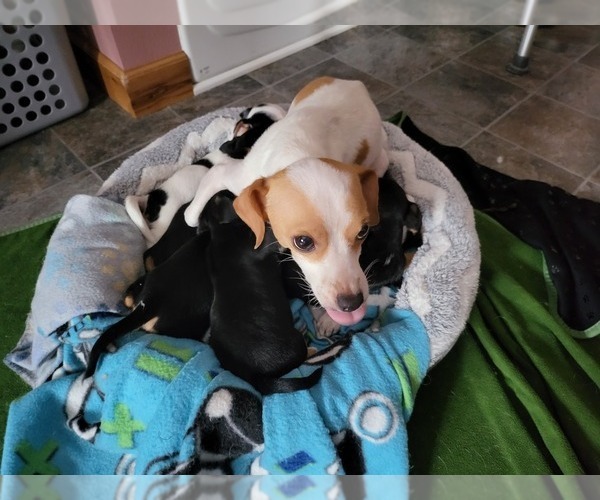 Medium Photo #1 Chihuahua-Morkie Mix Puppy For Sale in FRAZEE, MN, USA