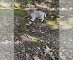 Small #5 Cavachon