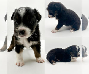 Miniature Australian Shepherd Puppy for sale in BROOKER, FL, USA