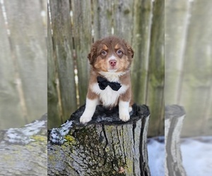 Australian Shepherd Puppy for sale in INDIANAPOLIS, IN, USA