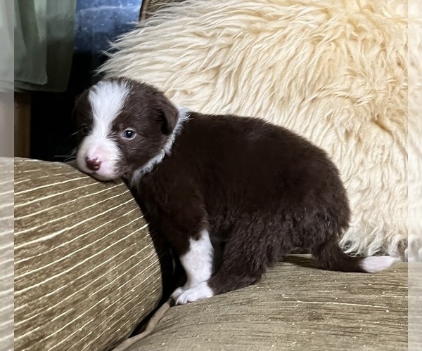 Medium Photo #4 Border Collie Puppy For Sale in HORSESHOE BEND, ID, USA
