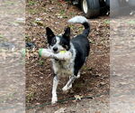 Small #7 Mutt