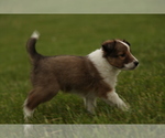 Small #1 Shetland Sheepdog