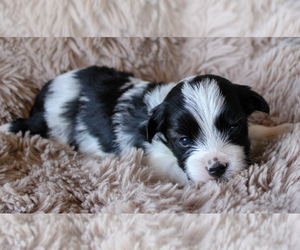 Yorkshire Terrier Puppy for sale in BOSTON, VA, USA