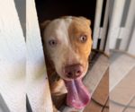 Small #2 Australian Shepherd Mix