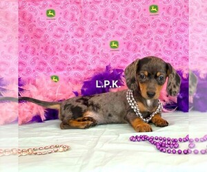 Dachshund Puppy for sale in WINNSBORO, LA, USA