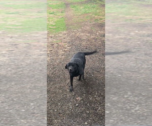 Medium Photo #4 Labrador Retriever Puppy For Sale in Cromwell, KY, USA