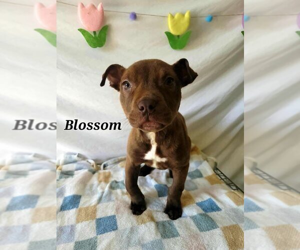 Medium Photo #1 American Pit Bull Terrier-Unknown Mix Puppy For Sale in New York, NY, USA