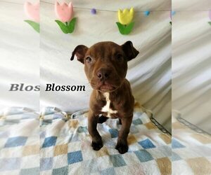American Pit Bull Terrier-Unknown Mix Dogs for adoption in New York, NY, USA