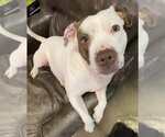 Small #1 American Staffordshire Terrier Mix