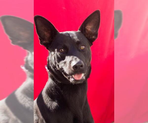 Medium Photo #4 German Shepherd Dog Puppy For Sale in Tracy, CA, USA