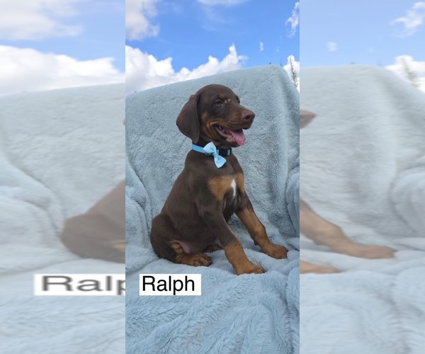Medium Photo #2 Doberman Pinscher Puppy For Sale in POMEROY, OH, USA