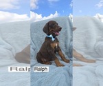 Small #1 Doberman Pinscher