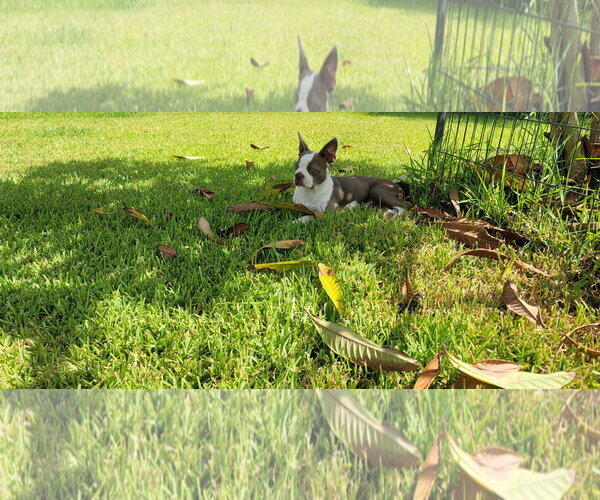 Medium Photo #6 Boston Terrier Puppy For Sale in Little Elm, TX, USA