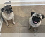 Small #1 Pug
