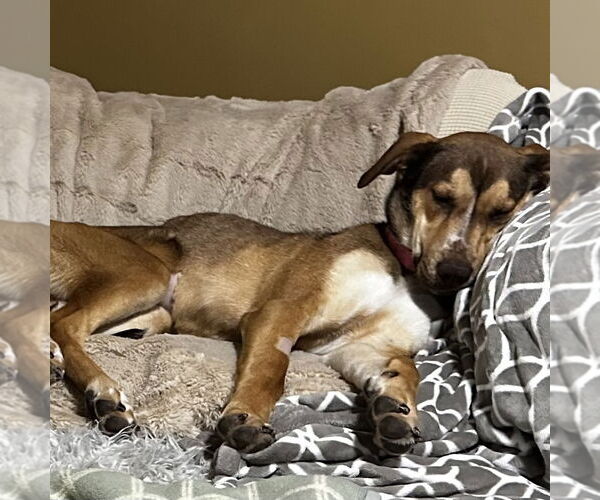 Medium Photo #14 German Shepherd Dog-Great Dane Mix Puppy For Sale in Fargo, ND, USA