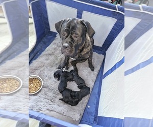 Cane Corso Puppy for sale in NORTH WATERBORO, ME, USA