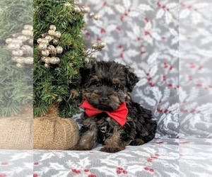 YorkiePoo Puppy for sale in LINCOLN UNIVERSITY, PA, USA