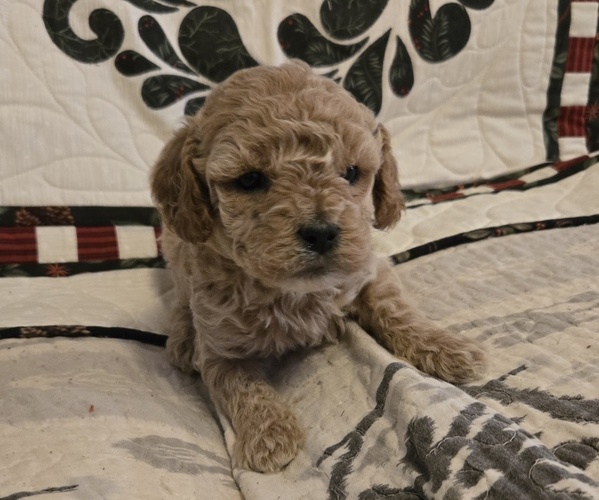 Medium Photo #1 Goldendoodle (Miniature) Puppy For Sale in BLACK MOUNTAIN, NC, USA