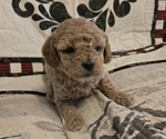 Puppy 3 Goldendoodle (Miniature)