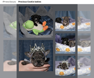 French Bulldog Puppy for sale in LEBANON, KY, USA