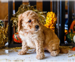 Small #6 Goldendoodle-Poodle (Miniature) Mix