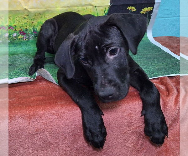 Medium Photo #4 Labrador Retriever-Unknown Mix Puppy For Sale in Wetumpka, AL, USA