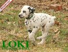 Small Photo #63 Dalmatian Puppy For Sale in ENID, OK, USA