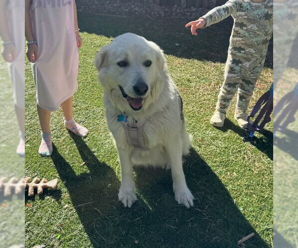 Medium Photo #4 German Shepherd Dog-Great Pyrenees Mix Puppy For Sale in Winter Park, CO, USA