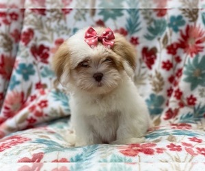 Lhasa Apso Puppy for sale in LAKELAND, FL, USA