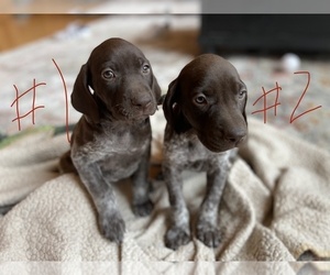 German Shorthaired Pointer Puppy for Sale in BATESVILLE, Indiana USA