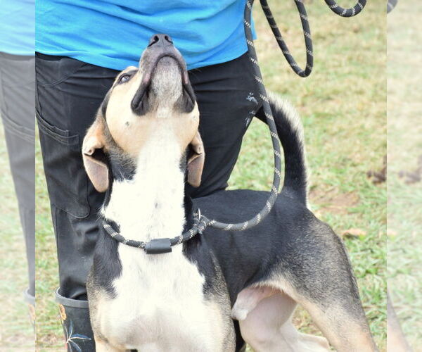 Medium Photo #6 Mutt Puppy For Sale in Anniston, AL, USA