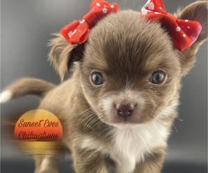 Chihuahua Puppy for sale in OAKWOOD, GA, USA