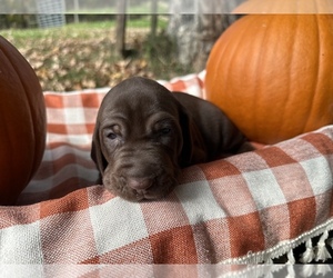 German Shorthaired Pointer-Vizsla Mix Puppy for sale in FAIRHOPE, PA, USA
