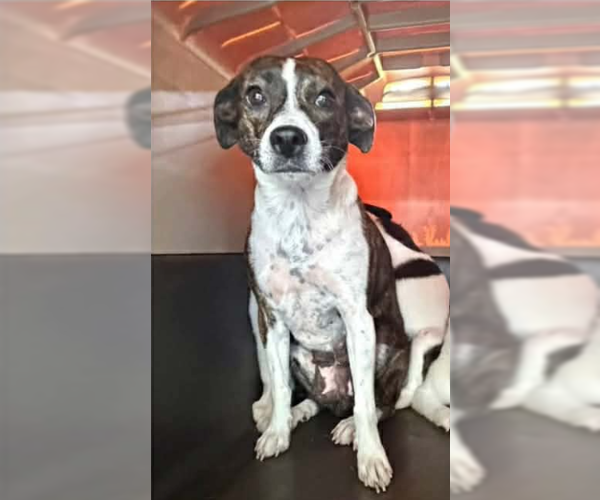 Medium Photo #2 Boston Terrier-Unknown Mix Puppy For Sale in Cranston, RI, USA