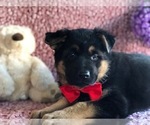 Small Photo #1 German Shepherd Dog Puppy For Sale in CLAY, PA, USA