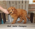 Small #5 Cavapoo