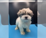 Small Photo #2 Maltipoo-Shih Tzu Mix Puppy For Sale in SAINT AUGUSTINE, FL, USA