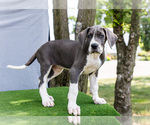 Small #4 Great Dane